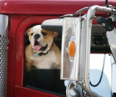 Benefits Of Dogs In Semi-Trucks